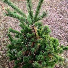 松取り放題の画像