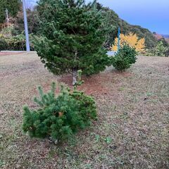 松取り放題の画像