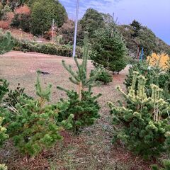 松取り放題の画像