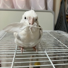 インコの保温器の設置を手伝っていただける女性の方を探しています