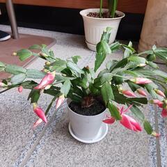 只今開花中❗　シャコバサボテン