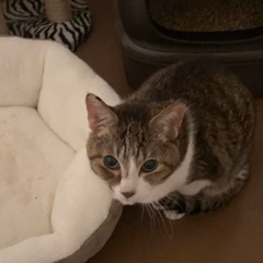 【至急】里親になってくれませんか？【16歳オス】