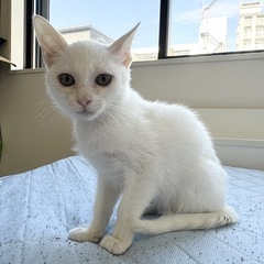 お目々まんまる白猫ちゃん※個別面会可能です − 福岡県