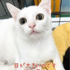 お目々まんまる白猫ちゃん※個別面会可能です - 猫