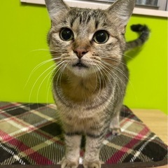 ゴロスリのイブちゃん
