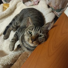 推定1歳 キジ猫 日田市 里親募集