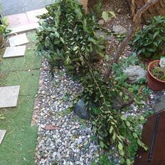 ローリエの画像