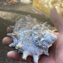 サザエの殻45〜50個の画像
