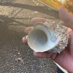 サザエの殻45〜50個の画像