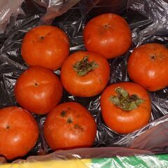 決まりました。無料　料理用の柿