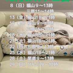 12月おのテニ会（尾道ソフトテニスの会）2024 - 尾道市