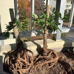植木　カポック　2本
