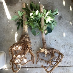 植木　カポック　2本の画像