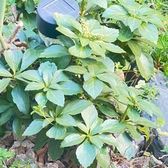 富貴草（フッキソウ）グランドカバー植物の苗13苗