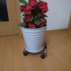 ハナキリン（花麒麟）

の画像