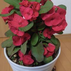ハナキリン（花麒麟）

