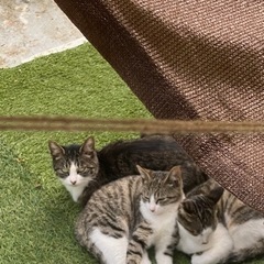 野良猫ちゃんを助けて下さい