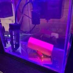 カクレクマノミ水槽フルセット