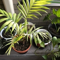 観葉植物
