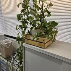 ポトス　観葉植物の画像