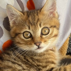 10月初旬生まれ子猫の里親さん募集(現在第一候補者様と打ち合わせ...