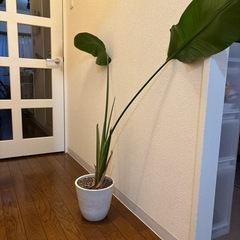 オーガスタ　観葉植物