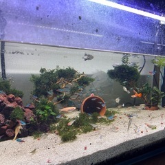 観賞魚