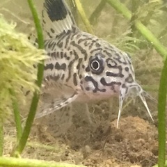 元気なコリドラス育ててくれる方無料