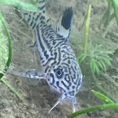 元気なコリドラス育ててくれる方無料の画像