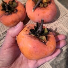 ★甘柿★１０個　無農薬　マルナカ茶屋町店でお渡しの画像