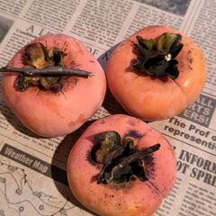 ★甘柿★１０個　無農薬　マルナカ茶屋町店でお渡しの画像