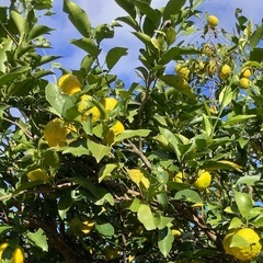 自然栽培柚子　10個の画像