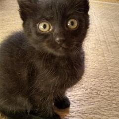そっくりな黒子猫姉妹です