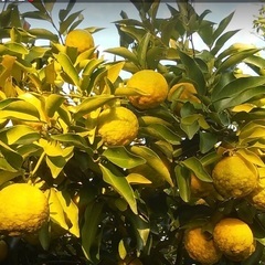 自然栽培柚子　10個の画像