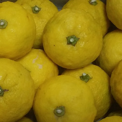 自然栽培柚子　10個の画像
