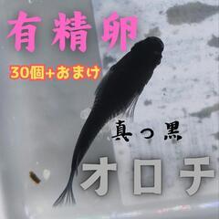 【有精卵】真っ黒 オロチ メダカの有精卵 30個+おまけ 