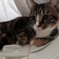 甘えん坊な1歳の三毛猫🐈