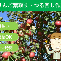 ＼日払い・1日OK！／おじいちゃん農園を助けて下さい！りんごの選果作業