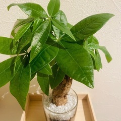 パキラ　観葉植物　ハイドロカルチャーの画像