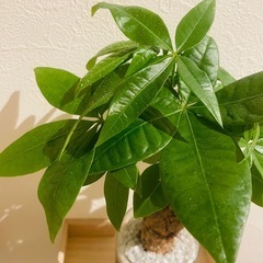 パキラ　観葉植物　ハイドロカルチャーの画像