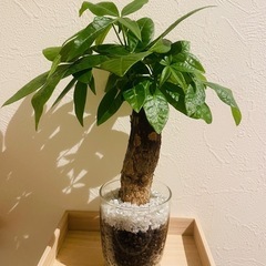 パキラ　観葉植物　ハイドロカルチャーの画像
