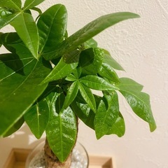 パキラ　観葉植物　ハイドロカルチャーの画像
