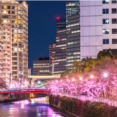 イルミネーション　東京湾　夜景ライトアップ・クルーズ　に乗船しませんか？　年齢不問　 - メンバー募集