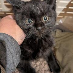🐾黒ちび2〜3ヶ月くらい🐾