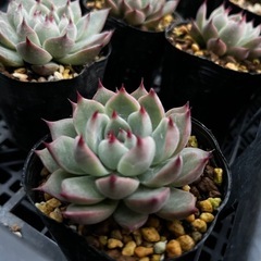 多肉植物エケベリア、ハオルチア