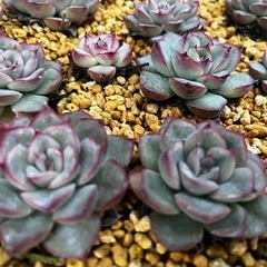 多肉植物エケベリア、ハオルチアの画像