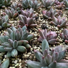 多肉植物エケベリア、ハオルチアの画像