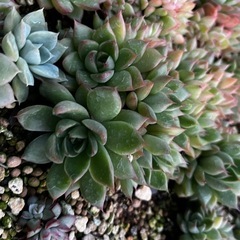 多肉植物エケベリア、ハオルチアの画像