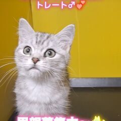 里親募集中！生後3か月スコテッシュストレート♂(⋈◍＞◡＜◍)。✧♡