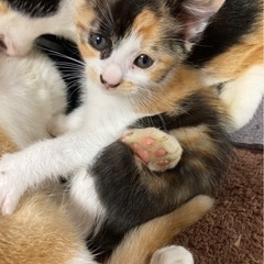 （決まりました）三毛メス1カ月